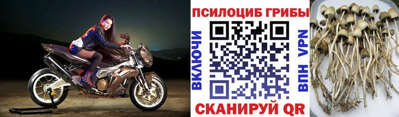Галлюциногенные грибы Psilocybe  Харовск 